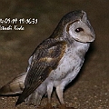 b1 to b3 are the same bird. Barn Owl. 